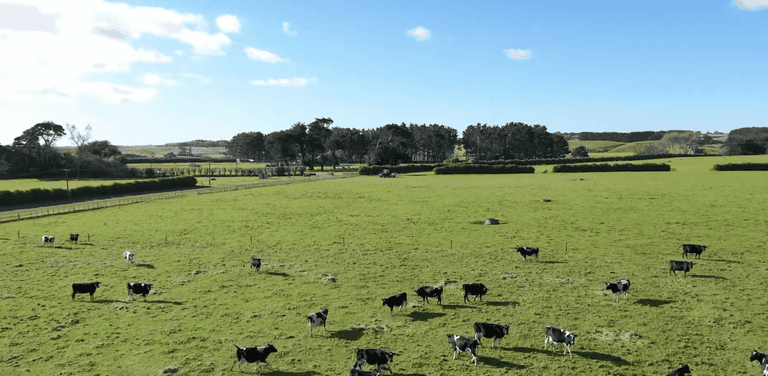 jeff belamy - cows