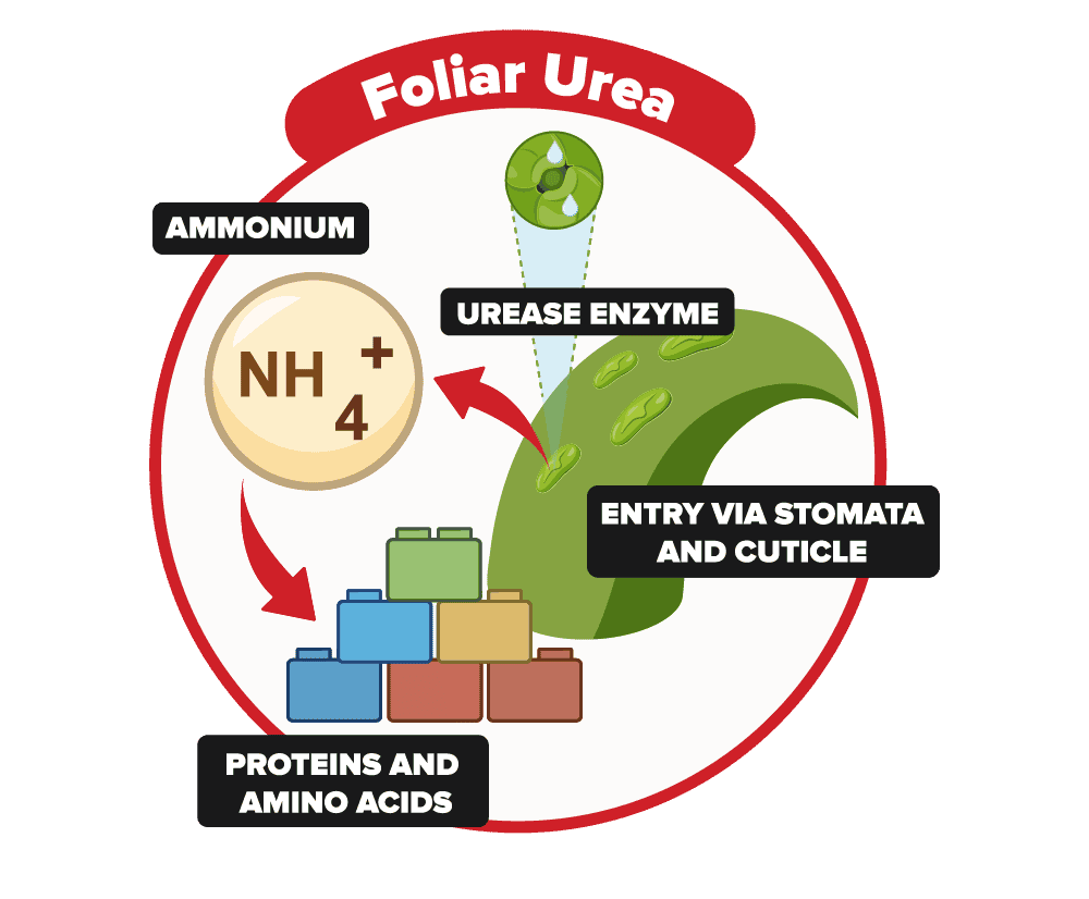 Foliar Urea Pathway