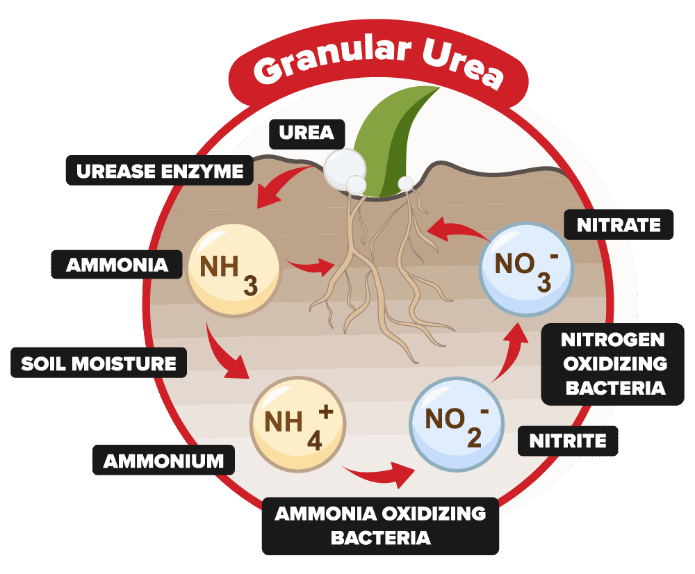 Granular Urea Pathway